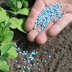 Fertilizer Agents