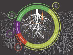 Plant Growth Regulators (PGRs)