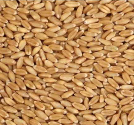 ''Wholesaler'' of a wide range of Wheat seeds, Yellow Corn Maize, Basmati Rice, etc